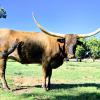 Westhaven Clear Mist is a young bred cow with 4 more years of horn growth ahead. She passes on her unique butterscotch coloring and long smooth build. A Clear Win grand daughter, she produces big beautiful calves without fuss. $3800 