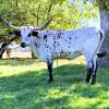 Westhaven MaryPrairie is a young 3 year old bred cow, working on her second calf. She throws black and white.  She is spectacularly marked and her black horns will continue to grow for 5 more years. She is quiet and easy to work. $3900