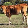 Westhaven Tiffanys Gold is a 7 month old elegant heifer, granddaughter to both legendary bulls Tsunami and Cowboy Casanova. She is gentle and quiet and will add blue chip looks and calves to your pasture. $2600