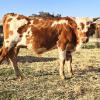 Westhaven Lapin Saddle is a 6 month old pasture ornament steer, grandson of the legendary Top Saddle. Gentle, curious and colorful, he will delight you with both his personality and huge horns. $1500