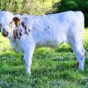 Hidden is an example of one of our Texas Longhorn beef steers, available to fulfill yourn need for grassfed organic beef, raised without stress. Availalbe at 8 months on. $950