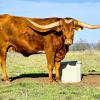 Westhaven Less Temper is an impressive and proven young cow, daughter to the famous huge  bull Temper Tantrum. On her dam's side, she is the grand niece of Kinetic Motion of Stars. She is bred to our Drag Iron Son Rusty, for a late summer calf. $3200