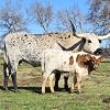 Westhaven Almond Joy is a crowd pleaser with her spectacular horns and speckled coat. Her gold brindle bull calf could he a herd sire or gentle pasture ornament. $3500