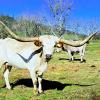 Westhaven Tsusie Diamond is the daughter of legendary Tsunami. She is big with huge horns, quiet and productive with great maternal qualities. Her bull calf at side is sired by Gold Ticket, son of World Chanmpion Gold Run. $3800