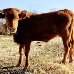 Commencement is sturdy and quiet. He will have big horns and loves to eat brush. 