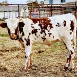 Westhaven Casanova GeneKelli, grandson of Cowboy Casanova and Drag Iron. 